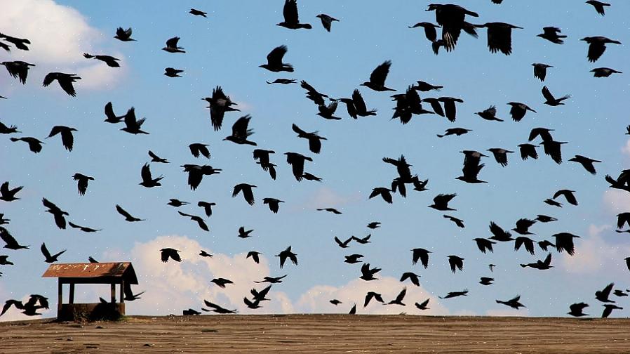Spara energi Fåglar som inte migrerar behöver inte använda enorma mängder energi för att resa