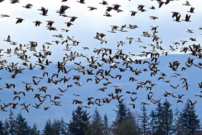 Fåglar väljer medvetet att inte migrera