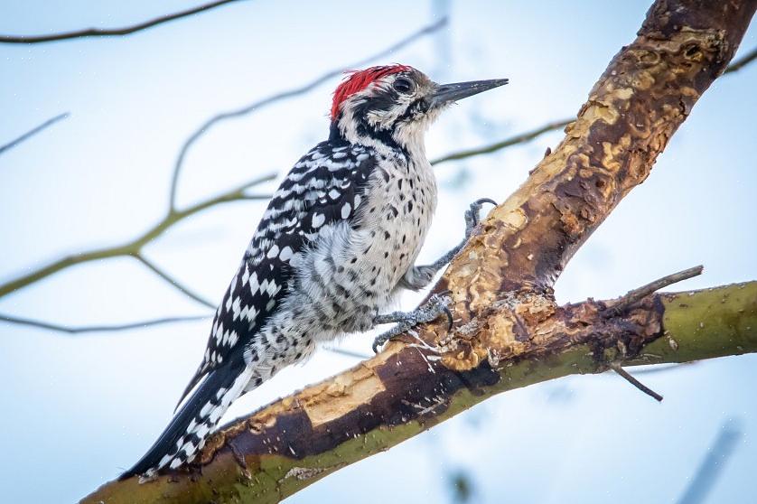 Stege-backed Woodpecker