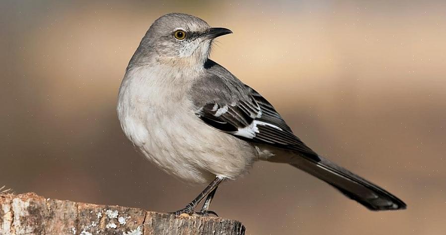 Norra mockingbirds är i allmänhet året runt invånare i sitt sortiment