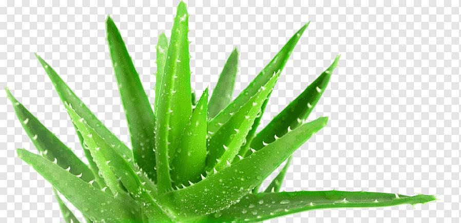 Men den som oftast odlas som en krukväxt är Aloe barbadensis