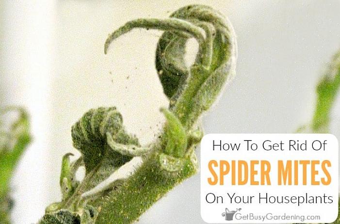 När en växt får spindelmider kan de angripa alla dina containerväxter ganska snabbt