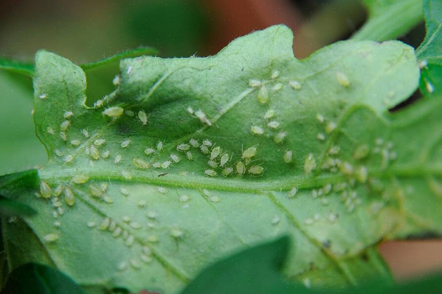 Dessa irriterande insekter är inte bara en otäck överraskning för växtägare utan också problematiska