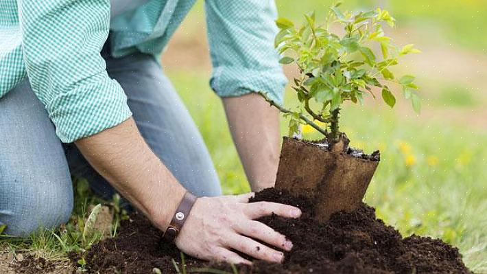 Med lite extra vård kan du framgångsrikt transplantera trädgårdsväxter när som helst på året