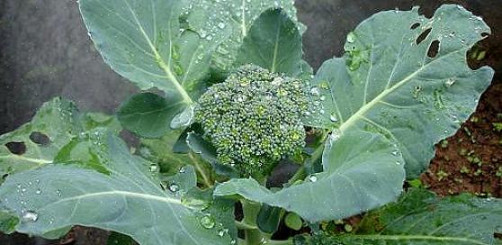 Broccoli-sorter som är produktiva för att skicka upp dessa sidoskott listas ofta som spirande broccoli