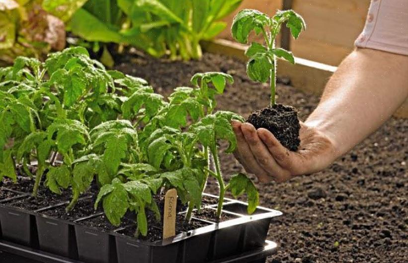 När du planterar en grönsaksträdgård på våren kan du antingen plantera frön eller köpa plantor
