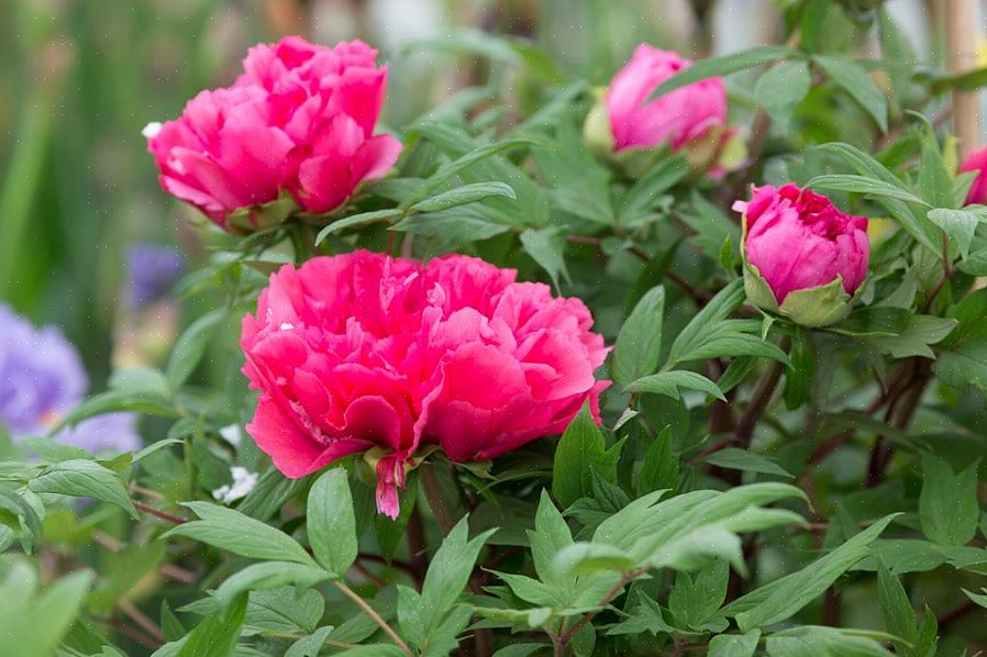 Lövverket förblir attraktivt långt efter att blommorna är historia