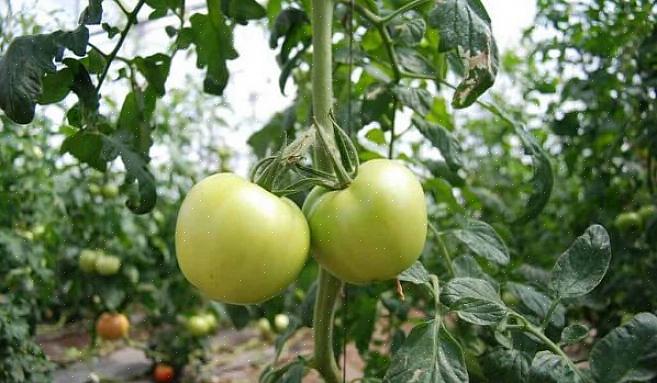 Plantera dina tomatplanter djupare än de kommer i potten