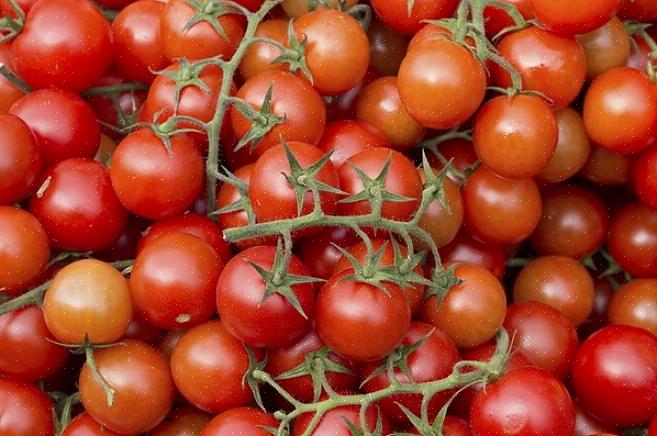 Bush-tomater växer till en viss höjd
