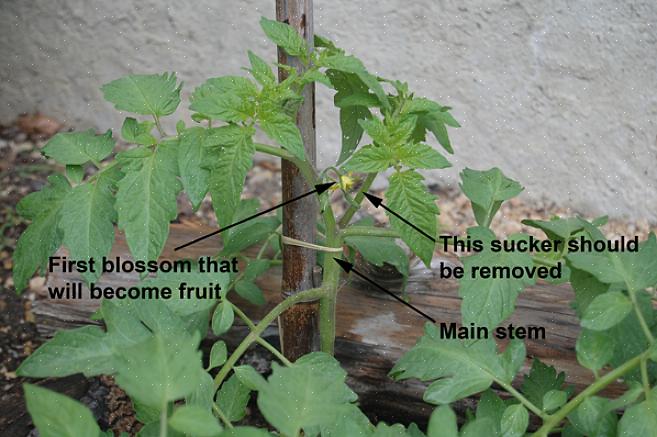 Den främsta anledningen till att beskära tomatplantor är att det hjälper din växt att rikta sin energi