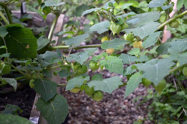 Markkörsbär växer bra i alla områden som har en relativt lång växtsäsong