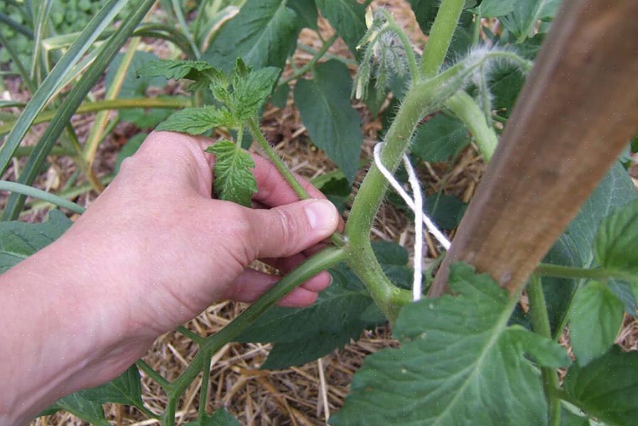 Kommer tomatplanterna att bli en annan huvudstam med grenar