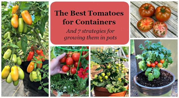 Det finns tre nycklar för att framgångsrikt odla tomater i en behållare