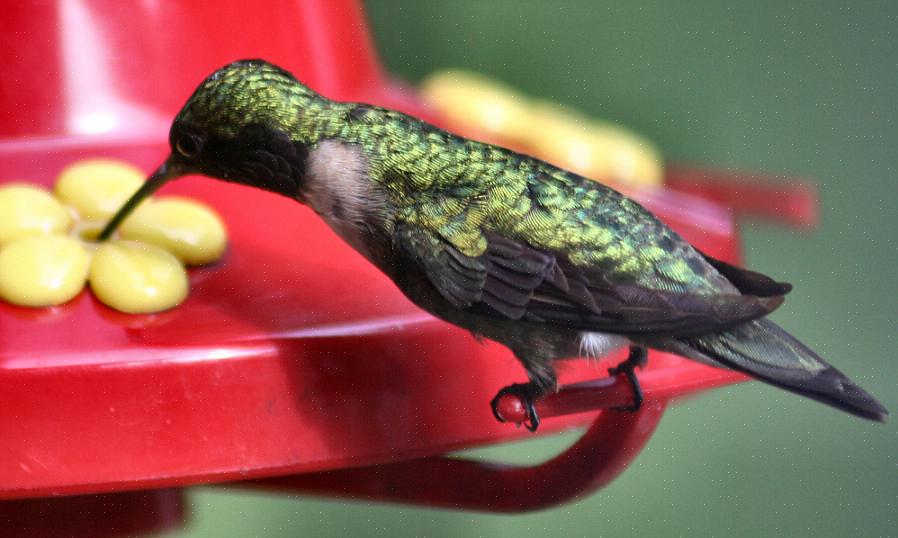 Välj kolibrier blommor som kan vara en naturlig nektarkälla för utfodring av kolibrier
