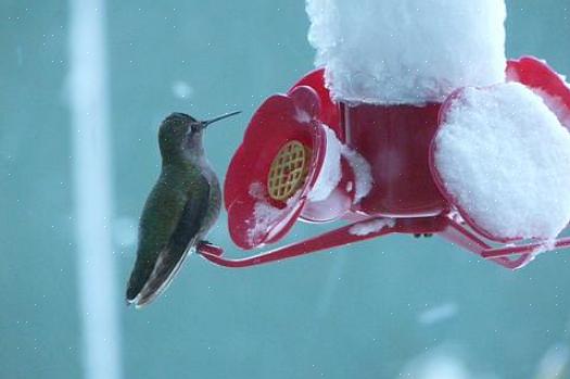 Hummingbirds är glupska ätare som ofta matar ett dussin eller flera gånger i timmen när de besöker blommor