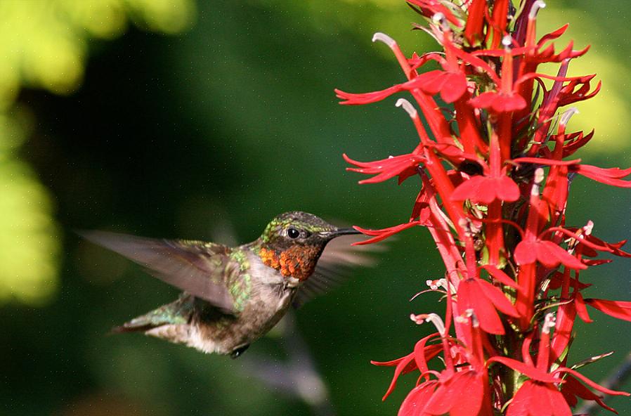 Insekter kolibrier äter