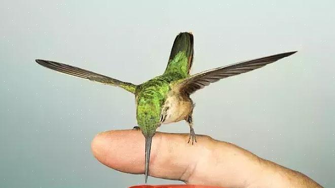 Försök mata kolibrier för hand först sent på säsongen när det är fler fåglar som besöker dina matare