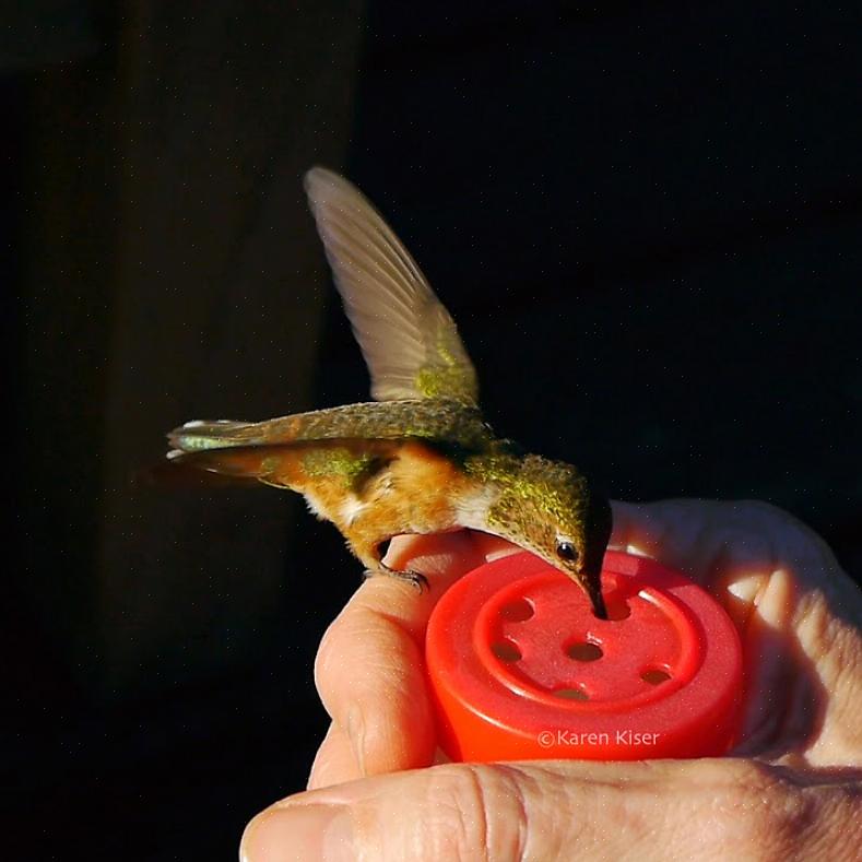 Tänk alltid på fåglarnas säkerhet när du matar kolibrier för hand