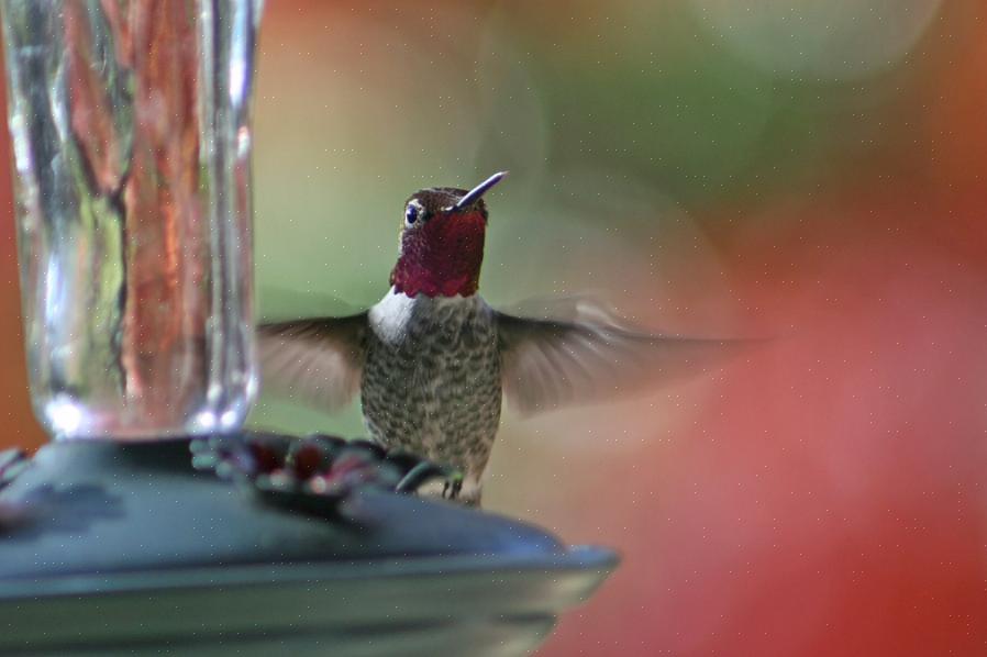 Skaka upp en flaska nektarblandning eller snabbt späda ut ett kommersiellt kolibri-nektarkoncentrat