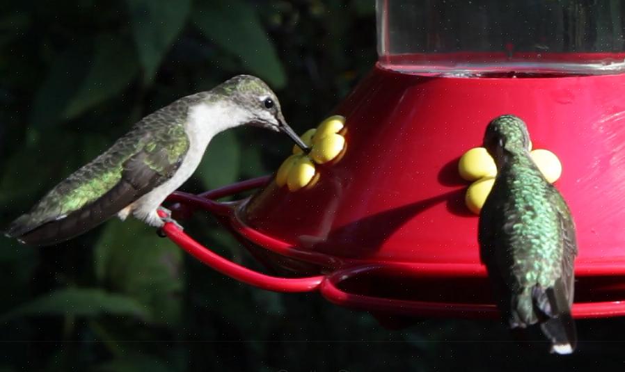 Häll försiktigt den hemgjorda kolibri-nektar i dina favoritmatning för kolibrier