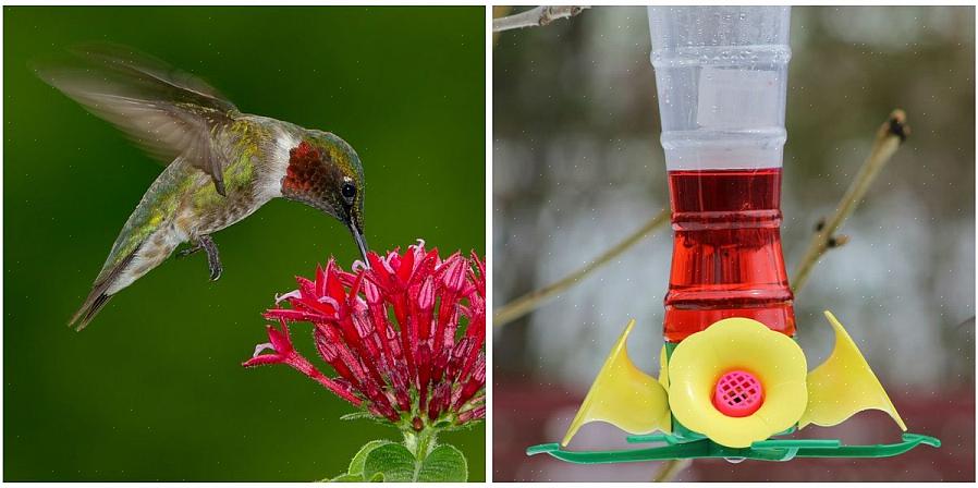 Är rött färgämne i kolibri-nektar dåligt för fåglarna