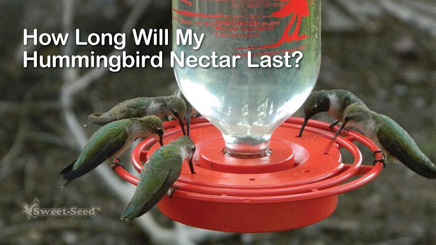 Att förstå hur kolibri-nektar går dåligt
