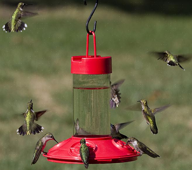 Det finns två grundläggande stilar av kolibri-matare