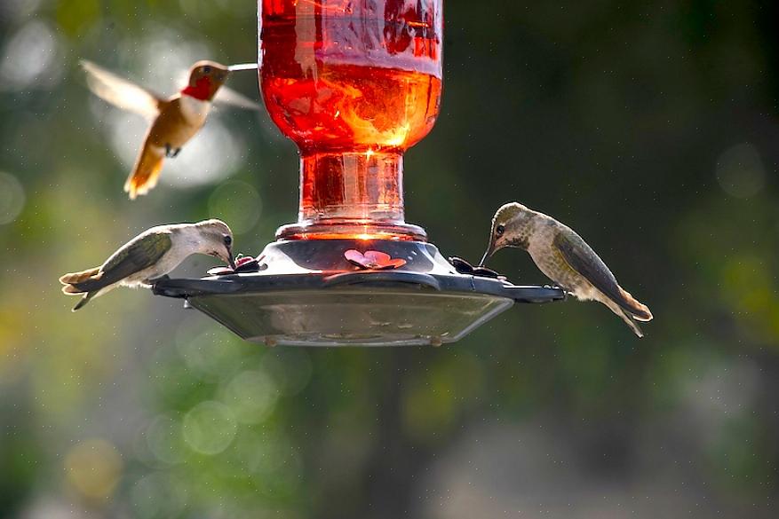 Tips för placering av kolibrimatare