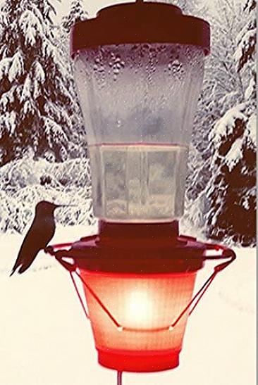 Det finns flera knep som kan hjälpa till att hålla kolibri nektar från att frysa även i det kallaste vädret
