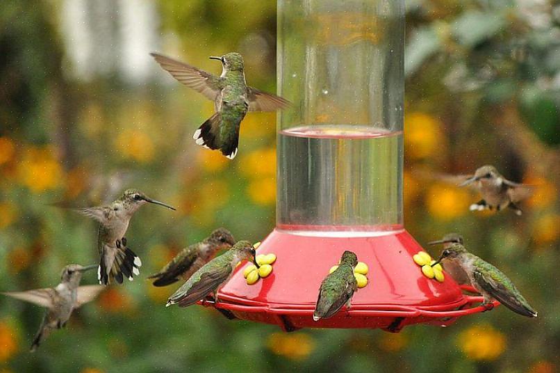 En väldesignad kolibri-utfodringsstation kommer dock att locka många kolibrier samtidigt som de tillgodoser