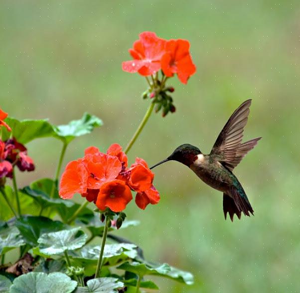 Tillhandahåller stänk av röd färg för att locka kolibrier