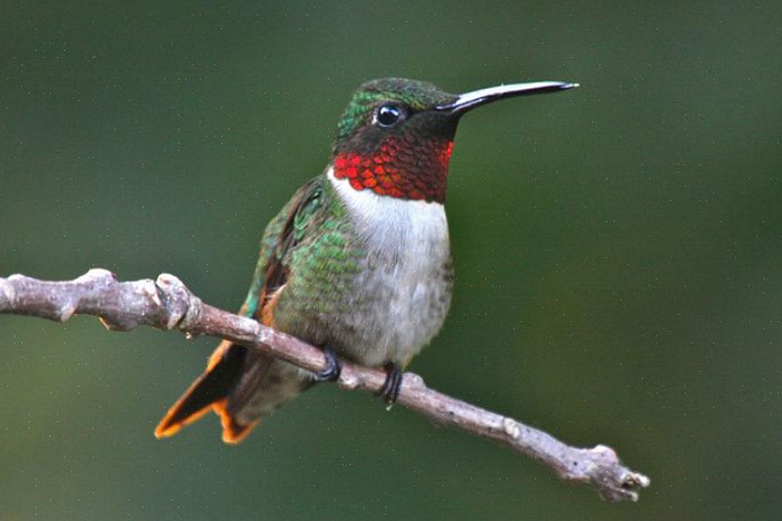 Den ruby-throated kolibri är den mest distribuerade