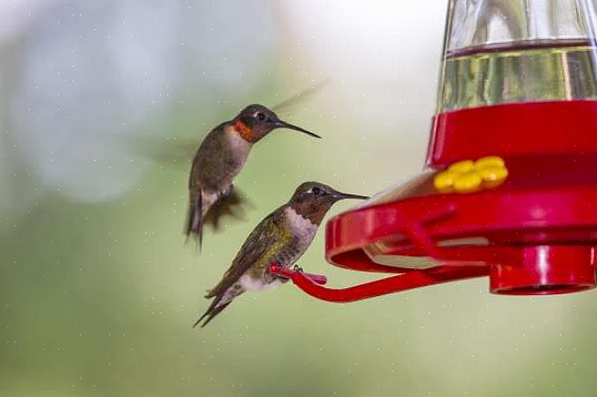 Bred-tailed kolibri ID-tips Ruby-throated kolibri livsmiljö
