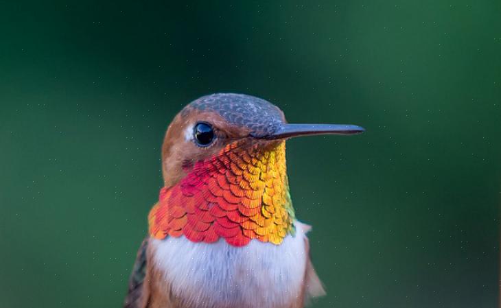 Rufous kolibrier är en ensam art