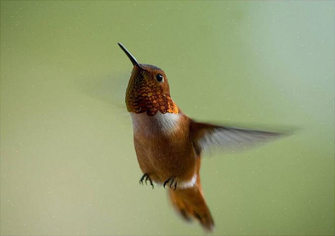 Rufous kolibrier har registrerats som hybridiserande med Annas kolibrier