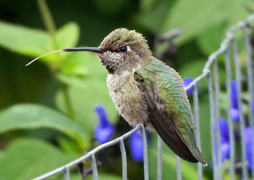 Liksom de flesta kolibriarter är Annas kolibrier inte extremt högljudda
