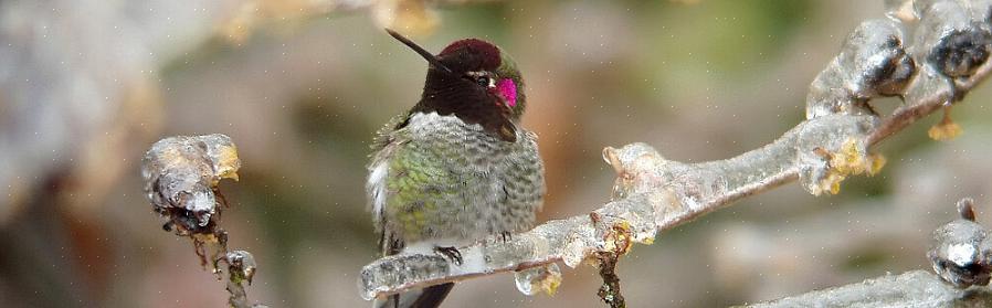 Annas kolibri är djärvt färgad
