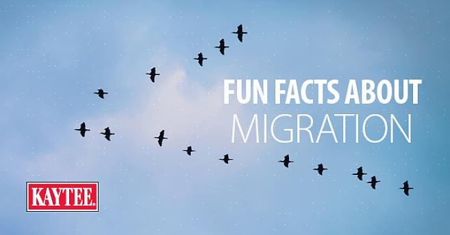 De faktiska datumen för när fåglar flyttar beror på många faktorer