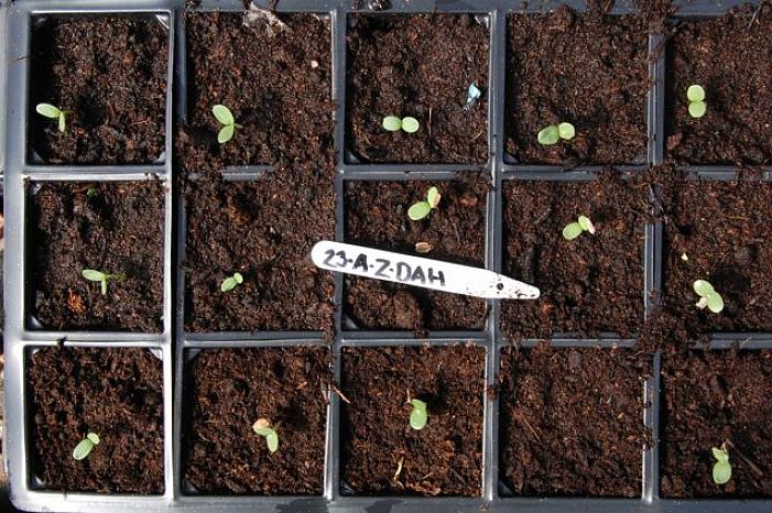 Försök att rädda frön från zinnia-växter som ligger undangömda andra för att undvika att dö zinnias