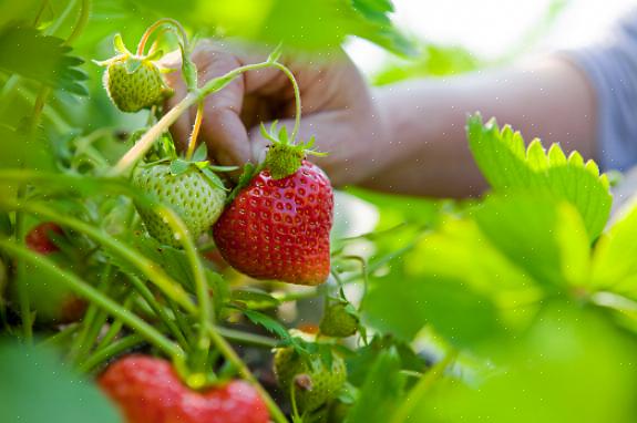 Ständigt bärande organiska jordgubbar växter producerar frukt från sen vår till tidig höst