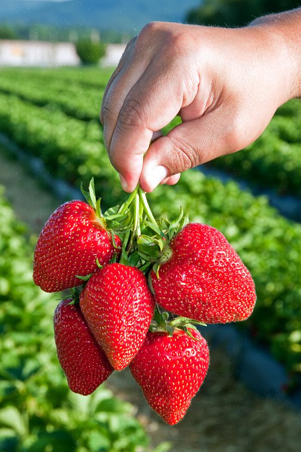 Varför odla ekologiska jordgubbar