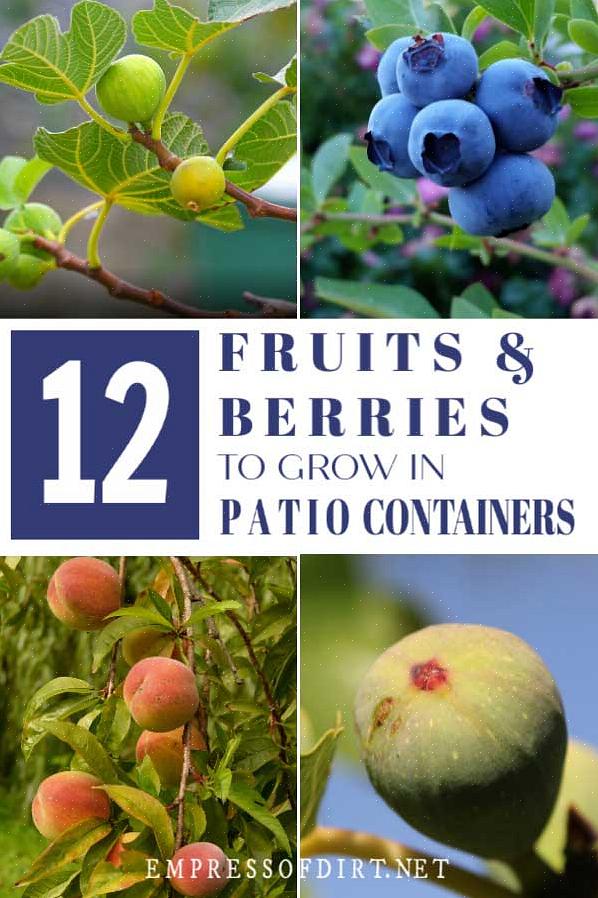 Odling av blåbär i behållare gör det enkelt att hålla jorden vid lågt pH-blåbär behöver växa bra