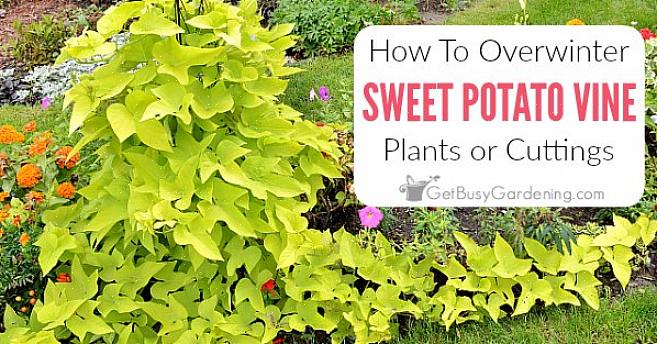 Var ätliga sötpotatisvinrankor populära husväxter