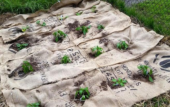 Trädgårdsmästare väljer ofta naturliga säckväv gjorda av jute
