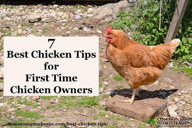 Att bygga ett kycklinghus kan till en början verka som en skrämmande uppgift
