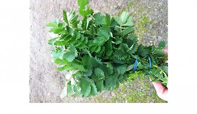 Sallad Burnet