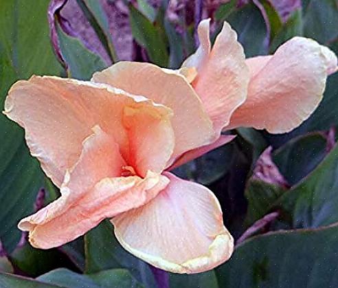 Uppåt kommer cannas att blomstra igenom hela sommaren