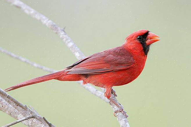 Kvinnliga fåglar har liknande färg
