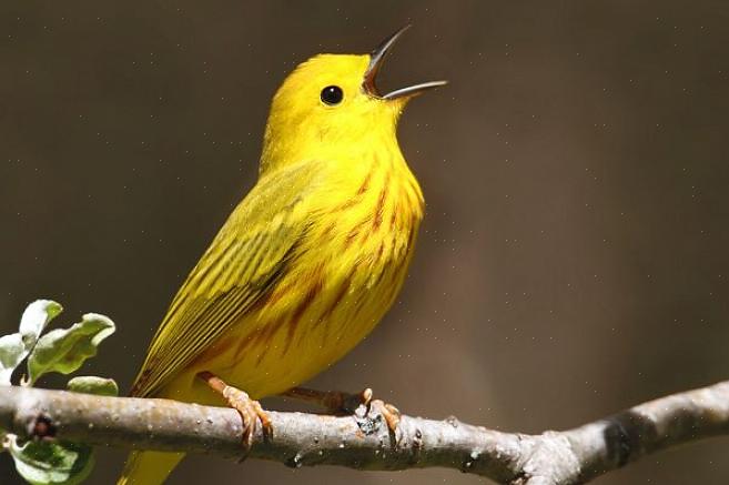 Fågelskådning efter örat eller att lära sig identifiera fåglar med ljud är en värdefull färdighet