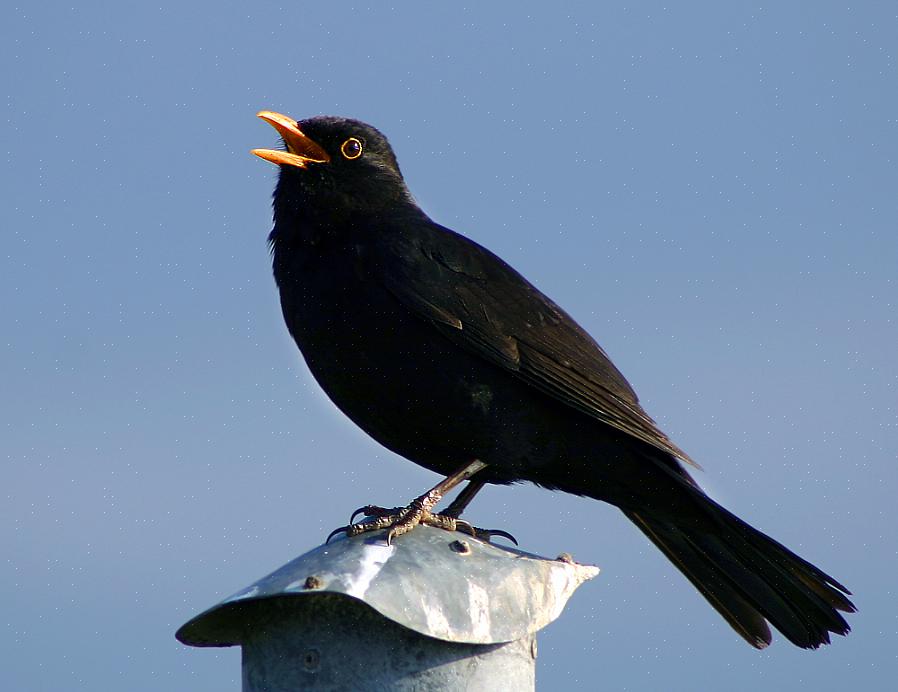 Fågelskådare som känner igen fågelsånger kan också njuta av fågelskådning när låga ljusnivåer